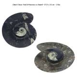 Obiect Decor Fosil Orthoceras cu Amonit -17,5 x 14 cm - 1 Buc